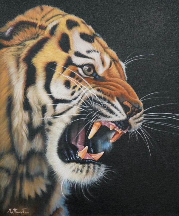 Tigre Furioso – 50 x 60 cm Art Gallery Alpha House Gallery